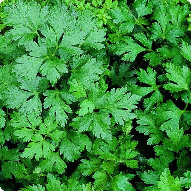 RCY Giant Of Italy Parsley 500 US Seeds Leaf Herb Garden