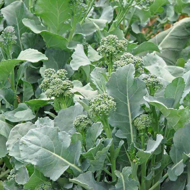 RCY Broccoli Raab 600 US Seeds Spring Rapini Vegetable HEIRLOOM