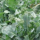 RCY Broccoli Raab 600 US Seeds Spring Rapini Vegetable HEIRLOOM