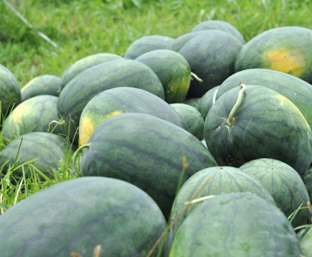 RCY Florida Giant Watermelon 15 US Seeds Ct Fruit Melon Heirloom