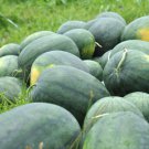 RCY Florida Giant Watermelon 15 US Seeds Ct Fruit Melon Heirloom