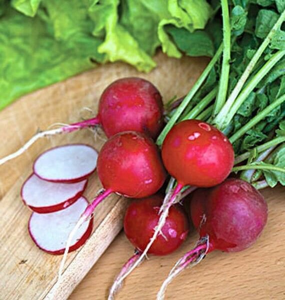 RCY Cherry Belle Radish 200 US Seeds Ct Vegetable Garden Heirloom