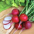 RCY Cherry Belle Radish 200 US Seeds Ct Vegetable Garden Heirloom