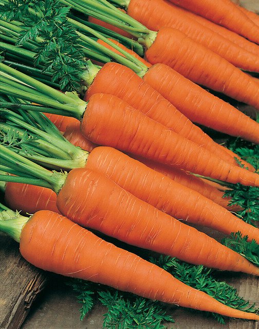 RCY Danvers Carrot 1000 US Seeds Vegetable Garden