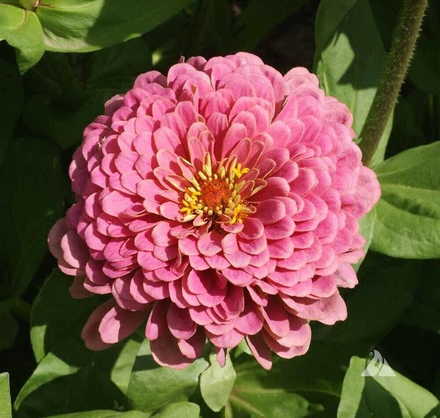 RCY Pink Luminosa Zinnia 200 US Seeds Flower Elegans Garden