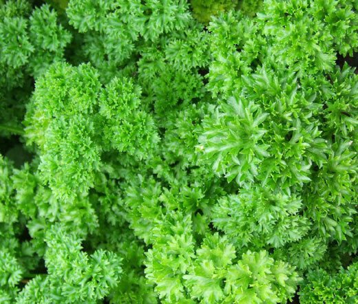 RCY Parsley Moss Curled 1000 US Seeds Herb Culinary Cooking Heirloom