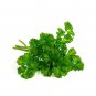 RCY Parsley Moss Curled 1000 US Seeds Herb Culinary Cooking Heirloom