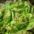 RCY 600 US Seeds Lettuce Merveille des Quatre Saisons Marvel Of Four Seasons French