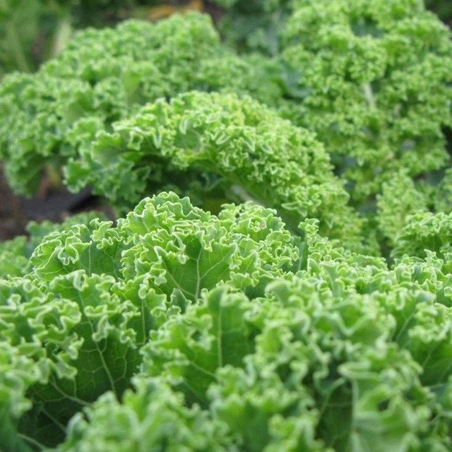 RCY Kale Dwarf Blue Curled 500 US Seeds Vegetable