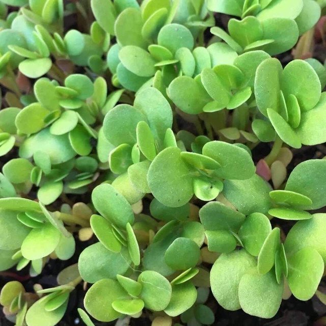 RCY 250 US Seeds Purslane Golden Portulaca Sativa Herb Green Edible