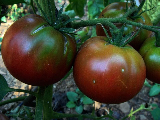RCY Black Brandywine Tomato 50 US Seeds Ct Vegetable HEIRLOOM