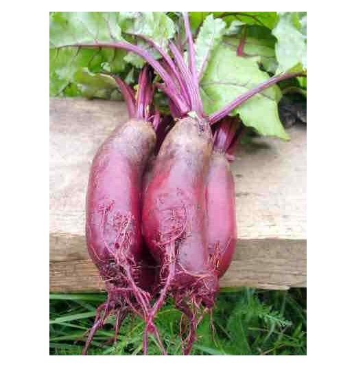 RCY Cylindra Beet 100 US Seeds Ct Vegetable Garden Heirloom