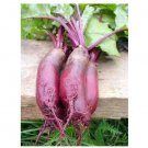 RCY Cylindra Beet 100 US Seeds Ct Vegetable Garden Heirloom