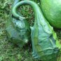 RCY 5 US Seeds Gourd Cavemans Club Dinosaur Maranka Squash