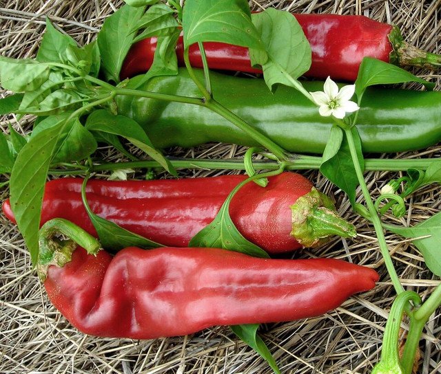 RCY Big Jim Hot Pepper 25 US Seeds Capsicum Anuum Vegetable