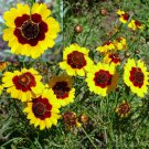 RCY Coreopsis 300 US Seeds Dwarf Plains ANNUAL DEER RESISTANT