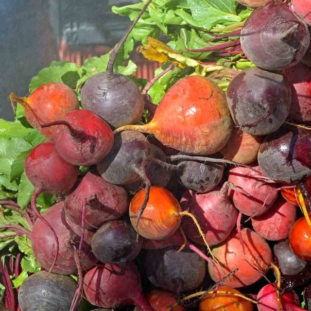 RCY 50 US Seeds Rainbow Blend Beet Mix Ct Heirloom Garden Multiple Colors