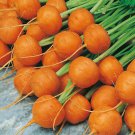 RCY Parisian Carrot 500 US Seeds Daucus Carota Vegetable Garden