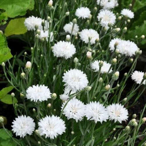 RCY Tall White Bachelor Button Cornflower 200 US Seeds Flower