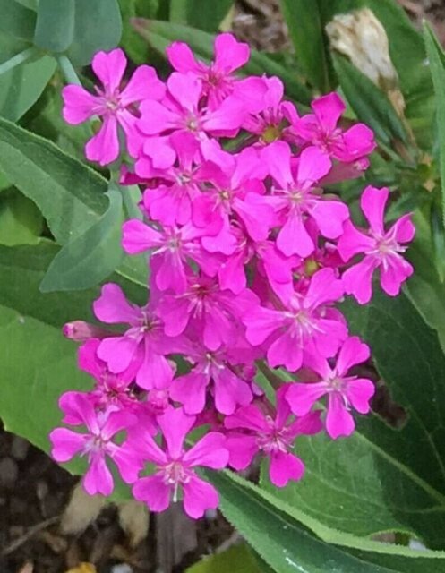 RCY None So Pretty Catchfly 500 US Seeds Annual FLOWER Silene Armeria