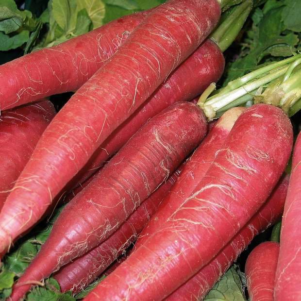 RCY Atomic Red Carrot 150 US Seeds Daucus Carota Vegetable