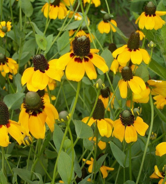 RCY Clasping Coneflower 300 US Seeds Rudbeckia WILDFLOWER
