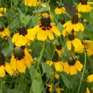 RCY Clasping Coneflower 300 US Seeds Rudbeckia WILDFLOWER