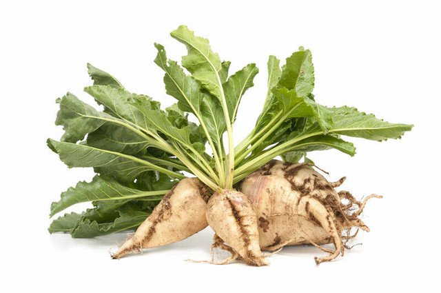 RCY 100 US Seeds Sugar Beet Ct Vegetable Garden