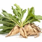 RCY 100 US Seeds Sugar Beet Ct Vegetable Garden
