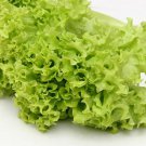 RCY Black Seeded Simpson Lettuce 600 US Seeds Leaf Vegetable