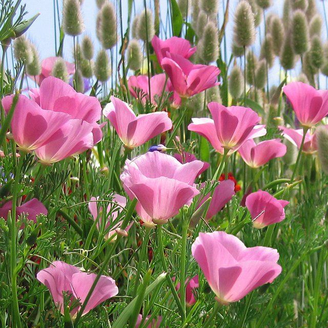 RCY Purple Gleam California Poppy 250 US Seeds Flower Eschscholzia PERENNIAL