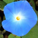 RCY Morning Glory Heavenly Blue Flower 30 US Seeds