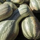 RCY Green Striped Cushaw Pumpkin 10 US Seeds Ct Gourd Squash Vegetable