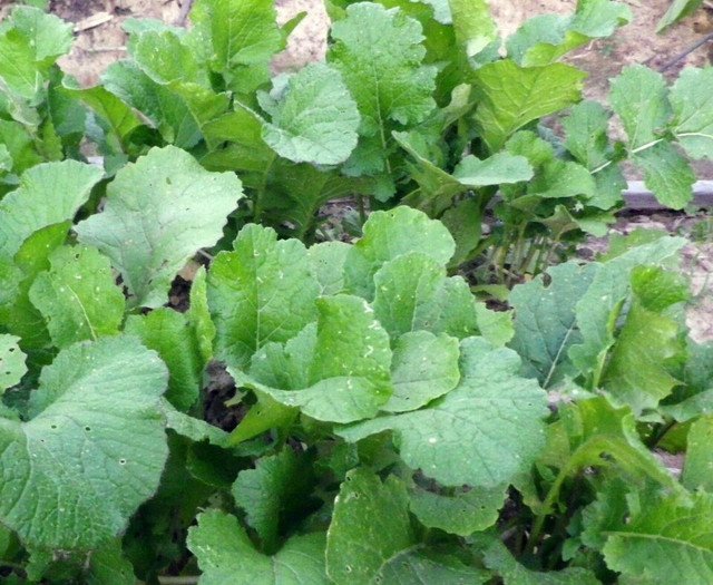 RCY Seven Top Turnip 1000 US Seeds Vegetable Garden
