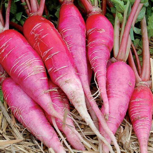 RCY China Rose Radish 200 US Seeds Ct Sprouting Vegetable Microgreen