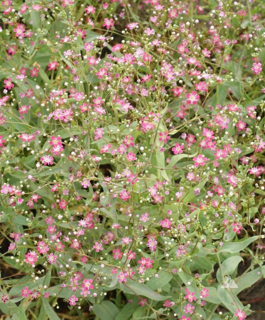 RCY Deep Carmine Babys Breath 500 US Seeds Gypsophila Elegans Flower