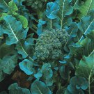 RCY De Cicco Broccoli 600 US Seeds Vegetable ITALIAN HEIRLOOM