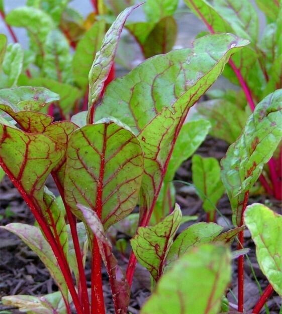 RCY Rhubarb Red Swiss Chard 50 US Seeds Ct Vegetable Garden Heirloom