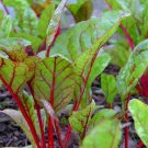 RCY Rhubarb Red Swiss Chard 50 US Seeds Ct Vegetable Garden Heirloom