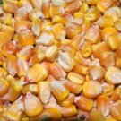 RCY Truckers Favorite Yellow Corn 25 US Seeds Ct Vegetable Garden Heirloom