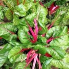 RCY Pink Lipstick Swiss Chard 50 US Seeds Ct Vegetable Garden Heirloom