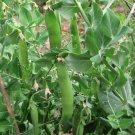 RCY 25 US Seeds Lincoln Pea Ct Bush Pea Pod Vegetable Garden HEIRLOOM