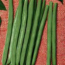 RCY Improved Tendergreen Bean 50 US Seeds Bush Stringless Green Vegetable Garden