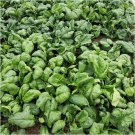 RCY 100 US Seeds Viroflay Spinach Spinacua Oleracea Vegetable Garden Heirloom
