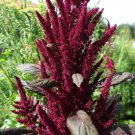 RCY Amaranth Red Garnet Tricolor 100 AU Seeds Edible Salad Stirfry Heirloom