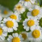 RCY Feverfew 150 AU seeds Organically Tasmanian Herb garden Grown Medicinal