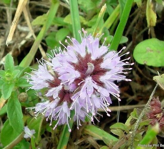 RCY 200 AU seeds PENNYROYAL Mentha pulegium Flea Repellent Essential Oils