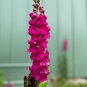 RCY Hot Pink SNAPDRAGON 200 AU Seeds Tasmanian Organically Grown Cottage Cut Flowers