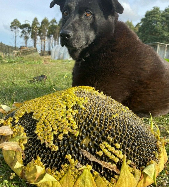 RCY 10 AU Seeds Sunflowers Giant Russian Massive Huge Mammoth