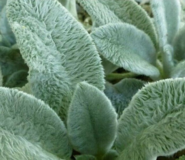 RCY 150 AU Seeds Lambs Ear Stachys Byzantina Fluffy Leaf Rockery Ground Cover